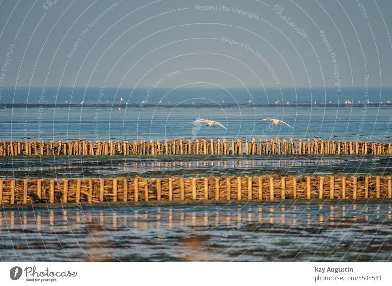 Schwäne im Flug am Wattenmeer Sylt Landschaft Insel Nordsee Nationalpark Vögel Gänse Weisse Schwäne Lahnungen Natur Insel Sylt schwäne naturschutzgebiet himmel