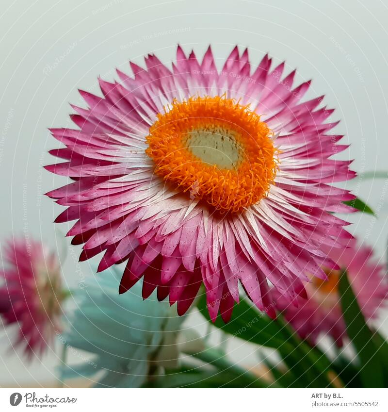 Strohblume in voller Blüte garten blumig strohblume blütenblätter natur schönheit floral blumensprache blumenfreund gärtner gärtnerei blumenladen werbung poster