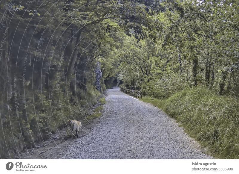 Spaziergang durch die Landschaft Sommer Baum Cloud grün Gras reisen blau Natur frisch Niemand Feld Bahn panoramisch natürlich Touristik Holz malerisch Pflanze