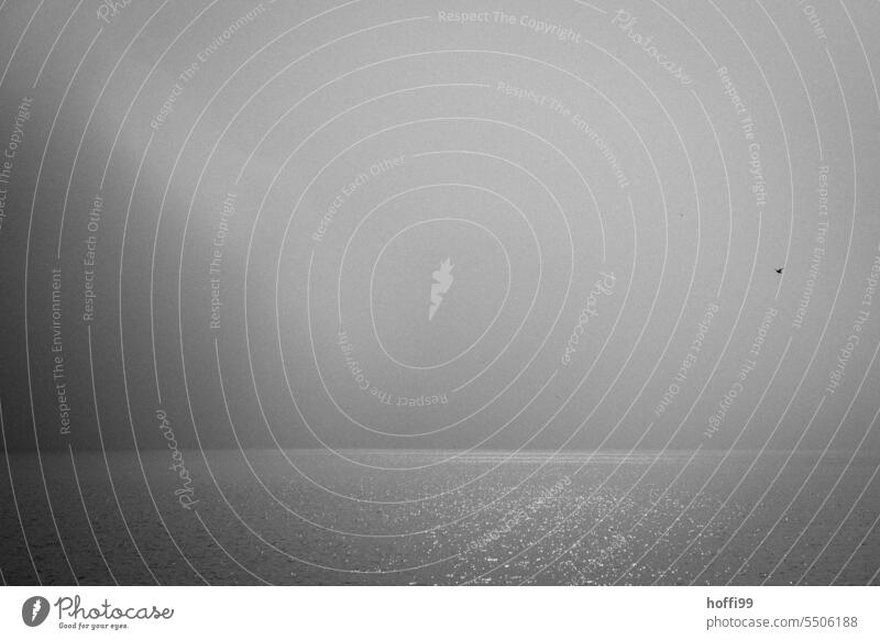 Der Morgennebel über der Nordsee zieht langsam ab, der Möwe ist's egal Nebelstimmung nass kalt Möwenvögel Tier Wasser Nebelschleier minimalistisch Möwenfliegen