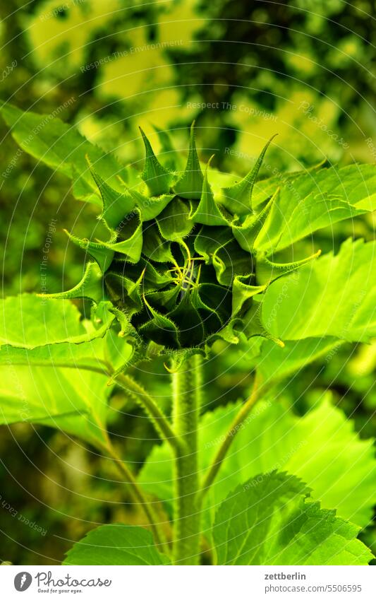 Sonnenblume, kurz vor dem Aufblühen blüte erholung erwachen ferien garten kleingarten kleingartenkolonie knospe korbblütler menschenleer natur pflanze ruhe