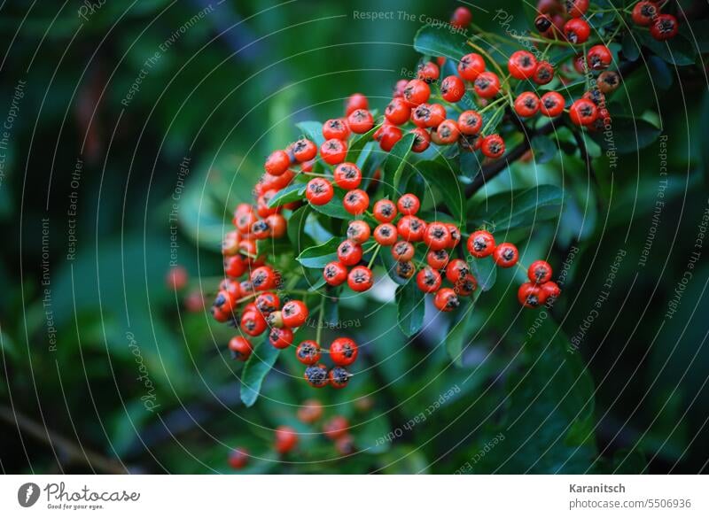 Nahaufnahme einer Feuerdornzweiges mit reifen Früchten. Pyracantha Rosaceae Rosengewächs Strauch immergrün Zweige Dornen dornig Beeren rot orangerot leuchtend