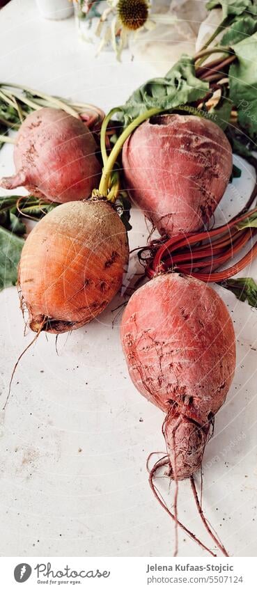 Frisch gepflückte Rote und Orange Rote Beete Gemüse Lebensmittel frisch Gesundheit Vegetarische Ernährung Ackerbau Ernte Garten Natur Wurzel Bauernhof Vitamin