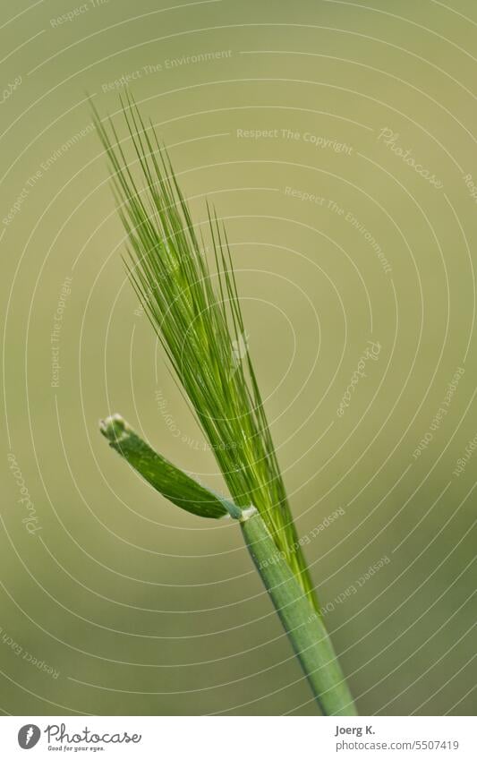 Nahaufnahme einer Getreideähre grün Wachstum Natur Roggen im Freien Ackerland Weizenfeld ländlich kultiviert Feld Wiese Sonnenlicht Korn Pflanze Umwelt