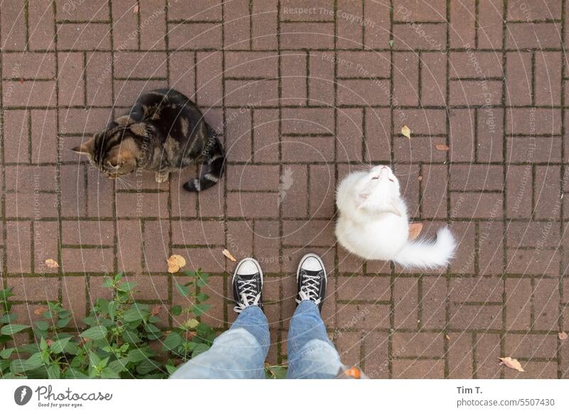 ein Mann und zwei Kater Katzen Berlin Hinterhof Prenzlauer Berg weiß gestreift Stadt Tag Stadtzentrum Hauptstadt Außenaufnahme Altstadt