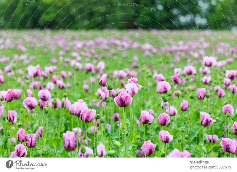 Mohnfeld am Wegesrand Blaumohn blühen blühend Blumen Blüten Blütenmeer Deutschland Feld Frühling Mohnblumenfeld Mohnblüten Natur Ohne Personen Sachsen Sommer