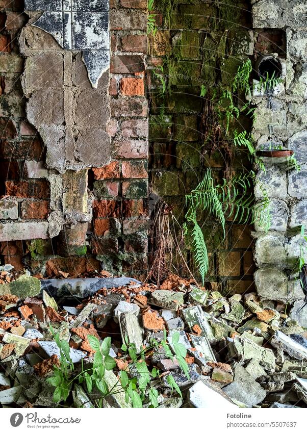 Die Ziegelmauer in diesem Lost Place ist hinüber. Die Fassade ist abgebröckelt, Schutt liegt überall und Farn und Moos wachsen aus den Fugen. lost places