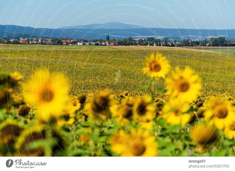 Ein Feld blühender Sonnenblumen vor der Brockenkulisse Sonnenblumenfeld Blühend Pflanze Pflanzenwelt Sommer Außenaufnahme Vorharz Vorharzland Ferne Blüte