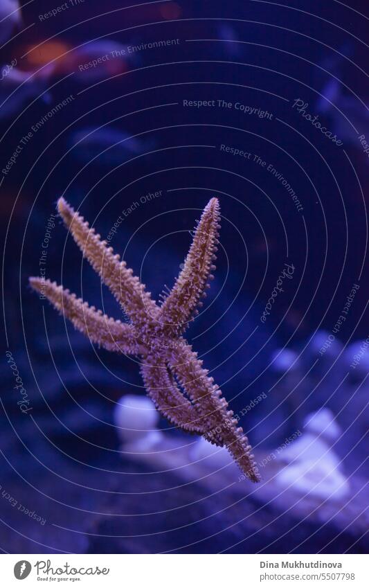 Seestern oder Seestern unter Wasser in einem Tank. Unterwasser-Natur und Meeresbewohner. Stern Schnorcheln Tauchen Unterwasseraufnahme Sinkflug MEER