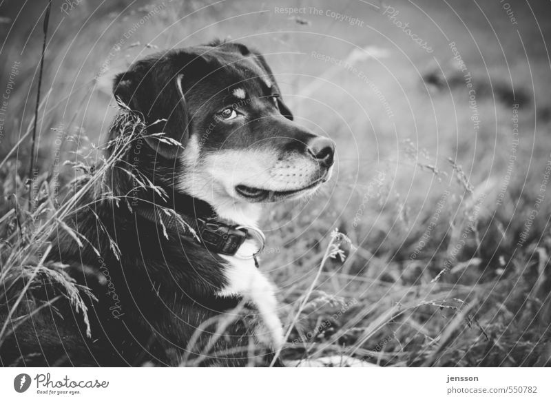 Hundeleben Natur Pflanze Gras Wiese Haustier Tiergesicht Fell 1 beobachten liegen sitzen träumen warten Sicherheit Berner Sennenhund Alm Haushund Schutz