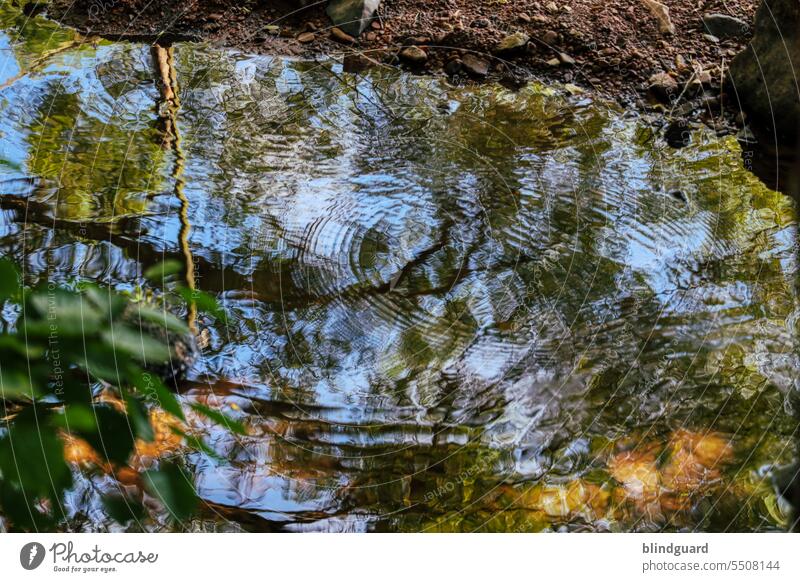 Spiegel der Erinnerung wasser fluß bewegung nass feucht Bach Außenaufnahme Farbfoto fließen Natur Menschenleer natürlich Umwelt Tag spiegelung