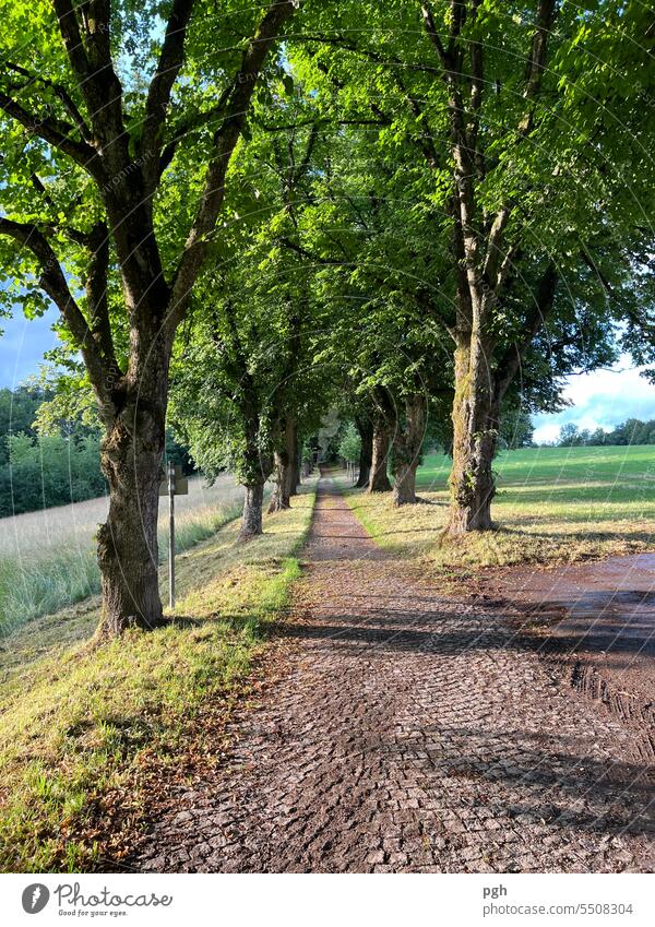 Lindenallee Allee Alleebäume weg gehen Weg spazieren Wege & Pfade Wald Bäume Erholung grün Baum