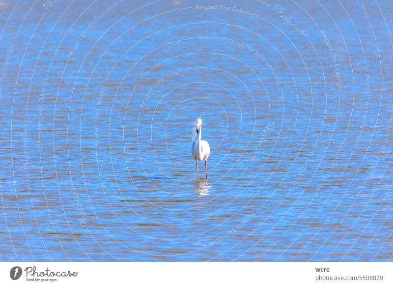 Ein großer Flamingo steht im Wasser in der Nähe von Aigues-Mortes in den Feuchtgebieten der Camarque Tier Vogel camarque Canal du Midi Rhône-Kanal bei Sète