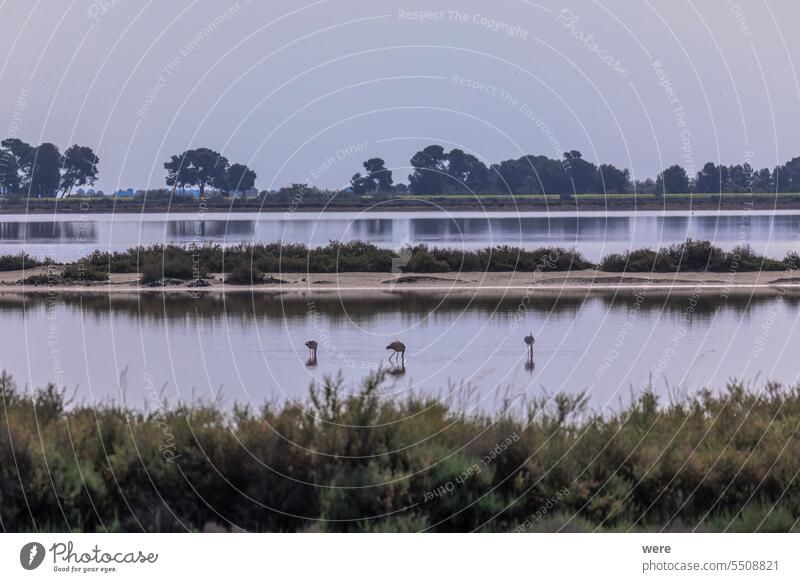 Ein großer Flamingo steht im Wasser in der Nähe von Aigues-Mortes in den Feuchtgebieten der Camarque Tier Vogel camarque Canal du Midi Rhône-Kanal bei Sète