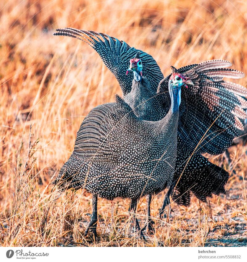 ich beschütz dich, meine perle etosha national park Etosha Etoscha-Pfanne außergewöhnlich Tierporträt fantastisch Wildtier frei wild Wildnis Safari reisen