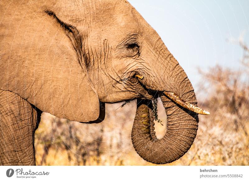 knabberei Farbfoto Wildtier Tierporträt wunderschön imposant Tierliebe Tierschutz beeindruckend Abenteuer Freiheit Ferien & Urlaub & Reisen besonders reisen