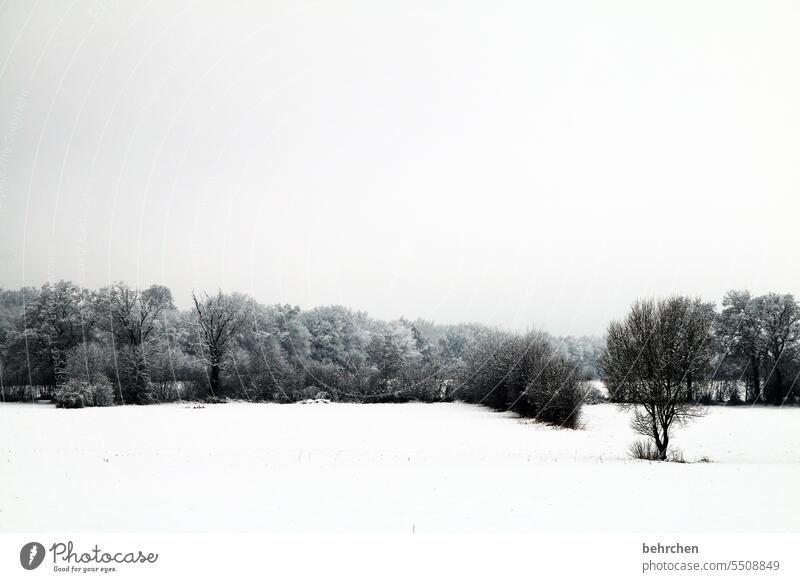 winterpoesie ruhig Schneelandschaft Winter Eis Wald Bäume Frost Feld Wiese Umwelt Natur Landschaft Winterlandschaft kalt frieren gefroren Außenaufnahme Baum