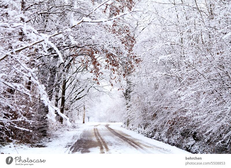 eingeschneit Farbfoto schön verträumt idyllisch Winterspaziergang Wintertag Schneelandschaft Schneedecke Winterstimmung Heimat Märchenwald Märchenhaft