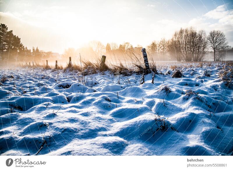 schnee Winter Schnee Umwelt Natur Feld Landschaft Frost Wetter Idylle gefroren frieren Kälte kalt Winterlandschaft Jahreszeiten Baum Nebel Märchenhaft Heimat