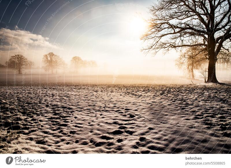 wenn alles still wird idyllisch verträumt Äste und Zweige Schneelandschaft Winter Bäume Frost Winterlandschaft Landschaft Natur Umwelt Wiese Feld kalt Kälte