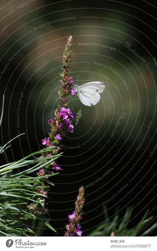 Ein Schmetterling sitzt auf einer violetten Blüte im Sonnenlicht vor einem dunklen Hintergrund. Pieris brassicae. Großer Kohlweißling. Gewöhnlicher Blutweiderich.