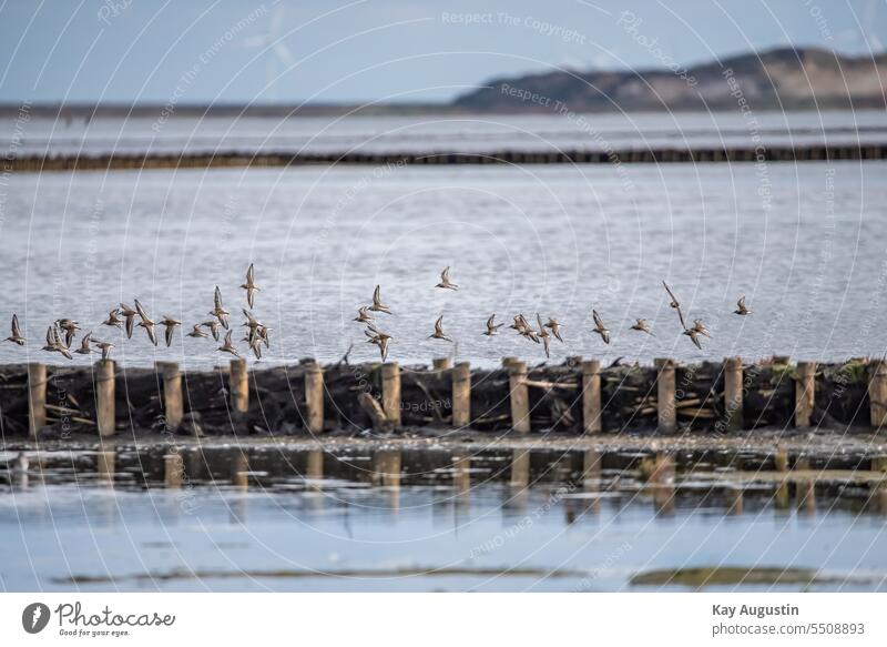 Schwarm Alpenstrandläufer am Wattenmeer Wasser Meer Farbfoto Natur Tier Außenaufnahme Wildtier Tiergruppe Himmel Vogel Vögel Zugvogel Bewegung Zugvögel