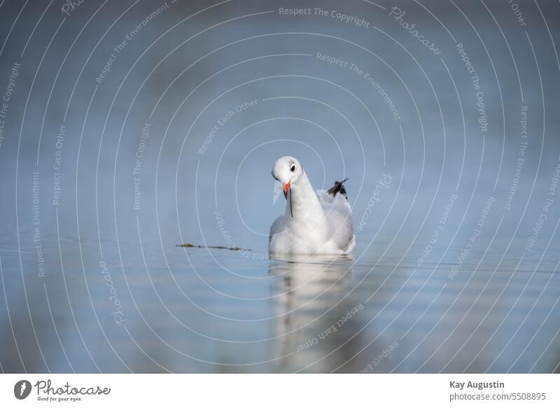 Lachmöwe schaut nach Beute schwarzkopfmöwe lachmöwe chroicocephalus ridibundus möwenvogel nordsee prachtkleid lachmöwe mit spiegelung nordseeküste