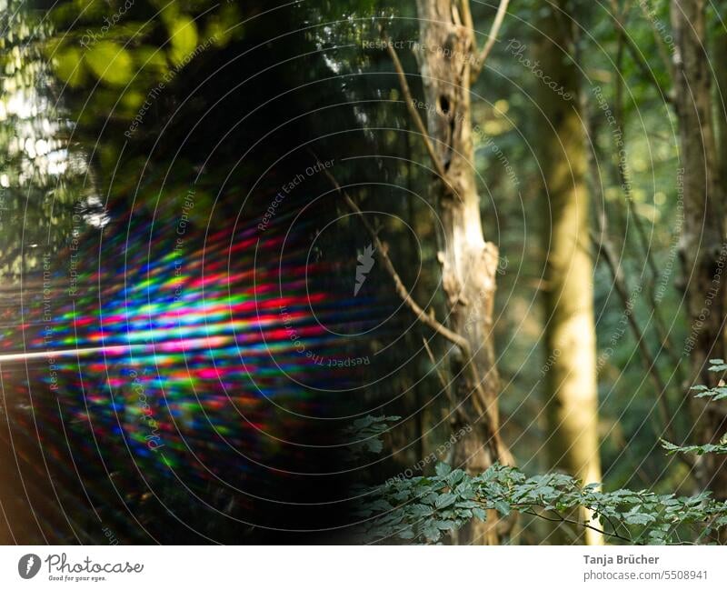 Übergang in eine andere Welt oder nur bunte Lichtreflexe im Wald? Lichter bunte Lichter Farbenspiel rot blau grün farbig Bäume Baumstämme Lichterscheinung