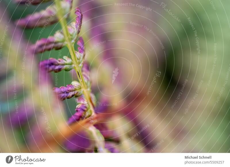 Buntes Farnkraut Natur Pflanze Farnblatt natürlich Farbfoto Umwelt bunt verwelkte pflanze