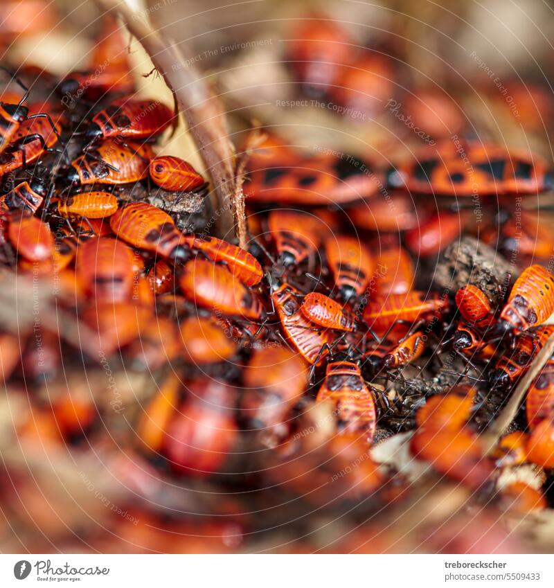 Verwirrung, so viele Feuerwanzen krabbeln zusammen Makro Natur schwarz rot Wanze Insekt Tierwelt Umwelt Pyrrhocoris Menschengruppe Lebensraum natürlich