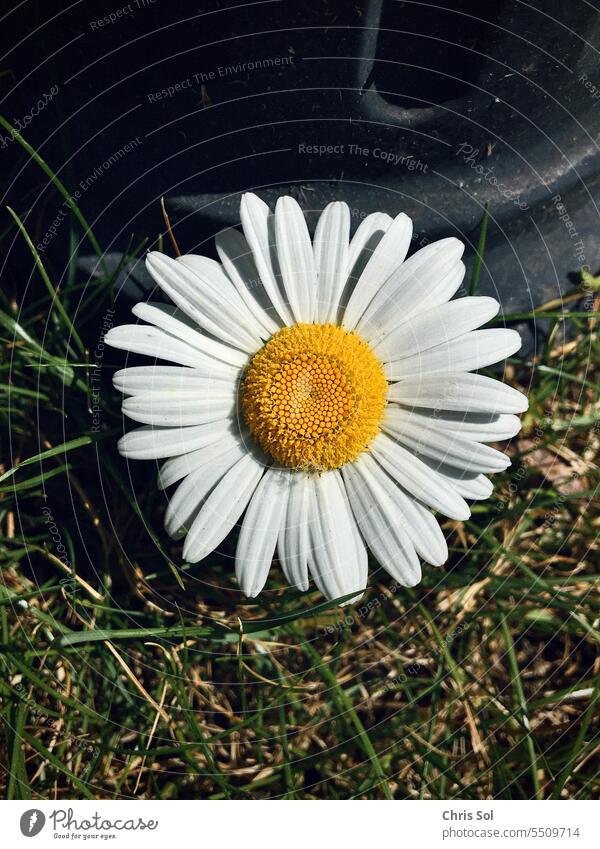 Margerite Blume Blüte im Gras vorm Laternenpfahl frontal fotografiert Margeriten Blümchen Blütenblatt Leucanthemum Asteraceae Gänseblümchen Korbblütler Sommer