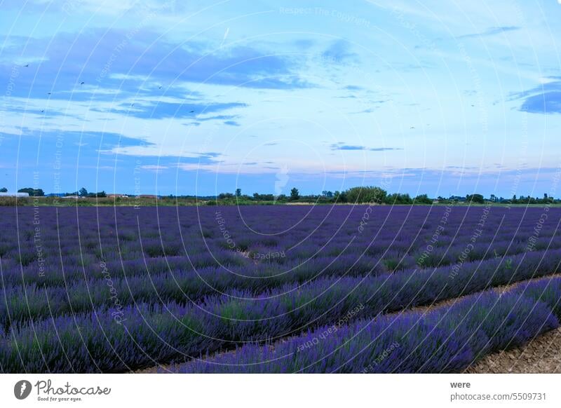 Ein Lavendelfeld am Abend in der Nähe von Aigues-Mortes in Carmarque blüht camarque Canal du Midi Rhône-Kanal bei Sète Cercopidae Duft Frankreich Abteilung Gard