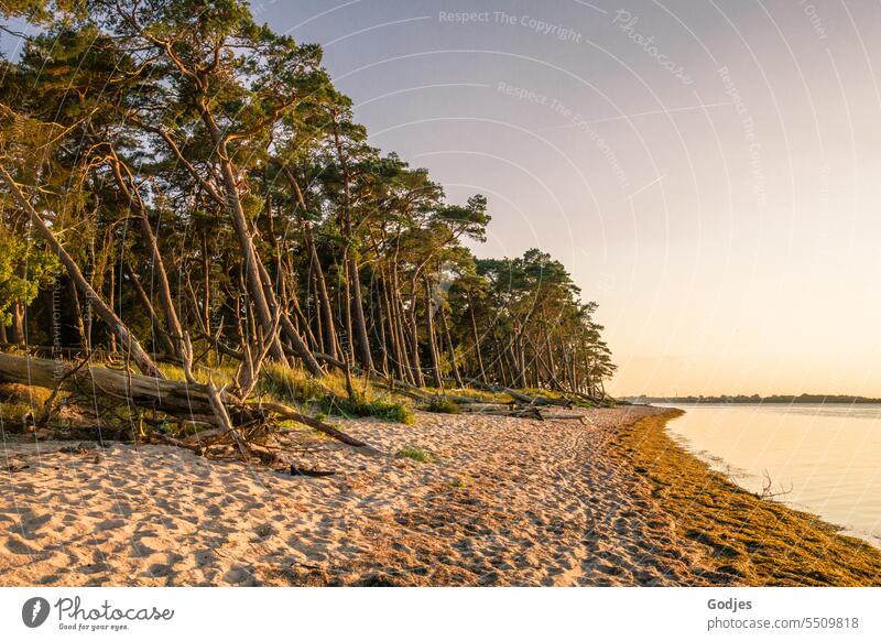 Küstenlandschaft in der Abendsonne Strand Wald Baumstumpf Natur Außenaufnahme Farbfoto Menschenleer Herbst braun Umwelt Tag Pflanze Landschaft Baumstamm