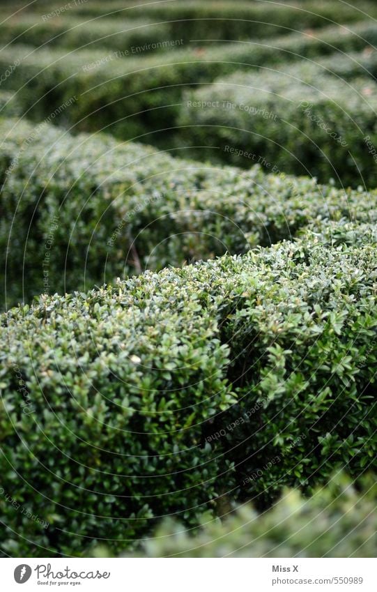 maze Freizeit & Hobby Garten Sträucher grün Labyrinth Irrgarten verirrt Täuschung Zacken Ecke Wege & Pfade Wegbiegung Wegkreuzung Hecke Buchsbaum Farbfoto