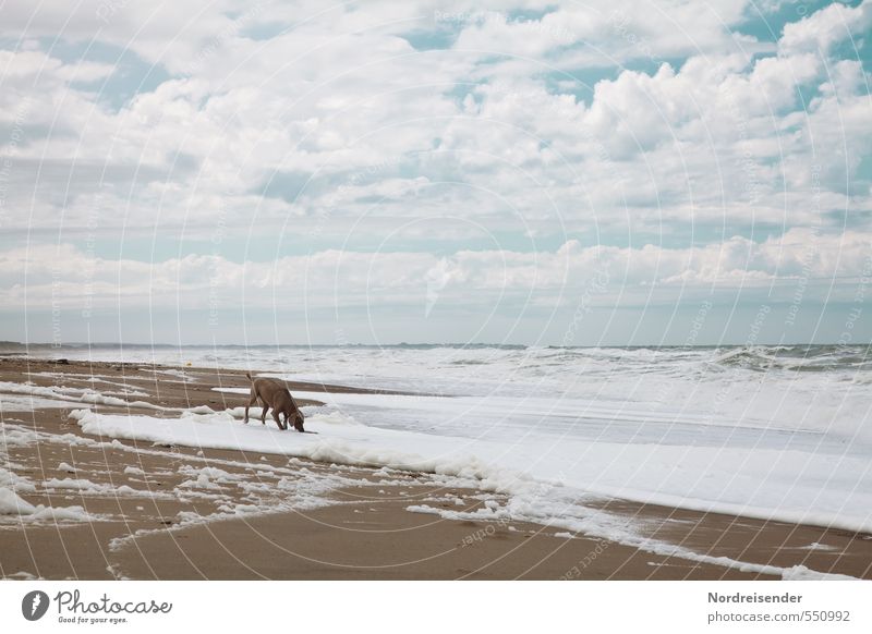 Brandung Leben Sinnesorgane Ferien & Urlaub & Reisen Ausflug Strand Meer Natur Landschaft Urelemente Sand Wasser Himmel Wolken Klima Wind Sturm Wellen Küste