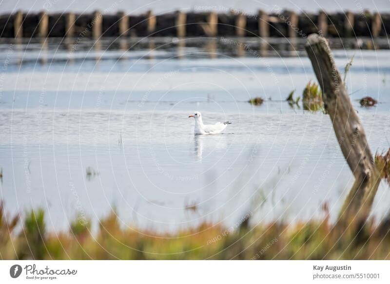 Lachmöwe am Wattenmeer Schwarzkopfmöwe Chroicocephalus ridibundus Möwenvogel Vogel Nordsee Prachtkleid Lachmöwe mit Spiegelung Nordsee Küste Nordseeküste