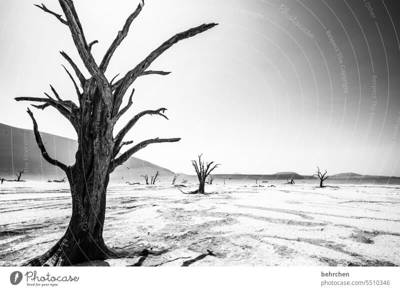 die letzten ihrer art Umweltschutz Trockenheit Vergänglichkeit Klimawandel trocken Dürre Himmel Düne Dünen magisch deadvlei Abenteuer Wärme besonders