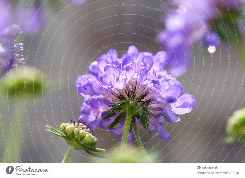 Skabioseblüten Pflanze Blüte Blüten Scabiosa Witwenblume Staude Kardengewächs Dipsacoideae Geißblattgewächs caprifoliaceae Grindkraut blühend