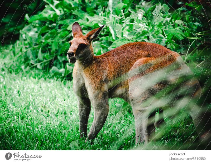 Känguru in freier Wildbahn Riesenkänguru Känguruh Australien Tier Natur Wildtier Tierporträt niedlich Beuteltiere Tierwelt exotisch Sträucher Wiese grün Fauna