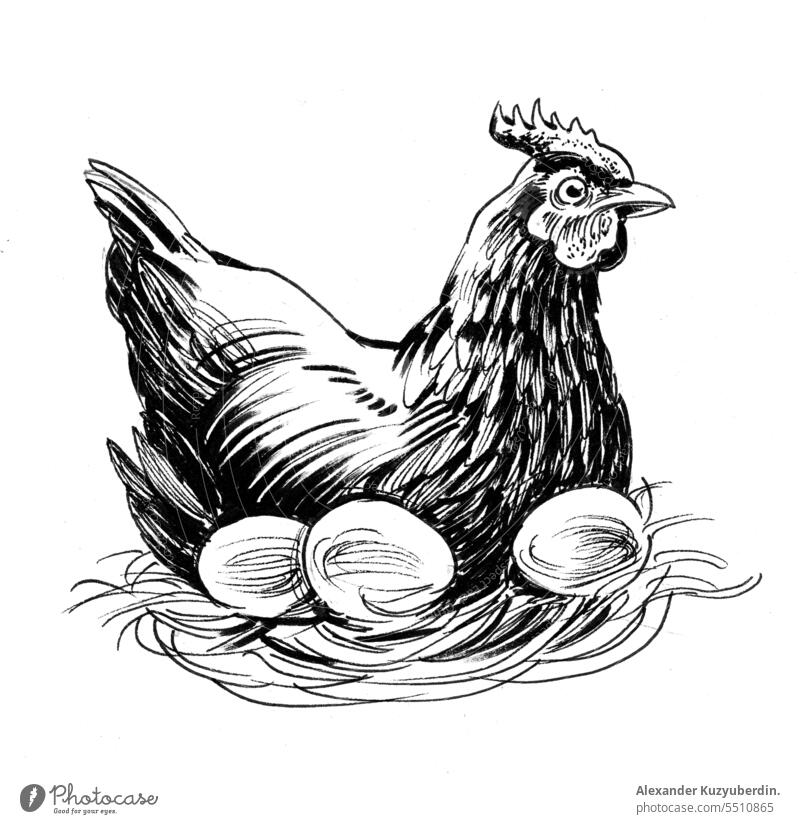 Henne und Eier. Schwarz und weiß Tinte Illustration Ackerbau Tier Kunst Hintergrund Schnabel Vogel Zucht Küken Hähnchen Design Ostern Bauernhof Landwirtschaft