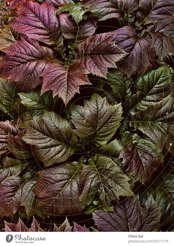 Garten-Schaublatt Rotlaub Rodgersia podophylla in Rot & Rrün mit besonders ausgeprägten Blattadern Blätter Pflanze rot grün Gartenstaude Staude Außenaufnahme