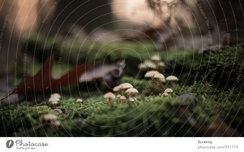 Irgendwo weit weit entfernt... Ausflug Abenteuer Natur Erde Herbst Moos Blatt Wildpflanze Pilz Wald frei klein wild braun gelb grün Stimmung Optimismus Kraft