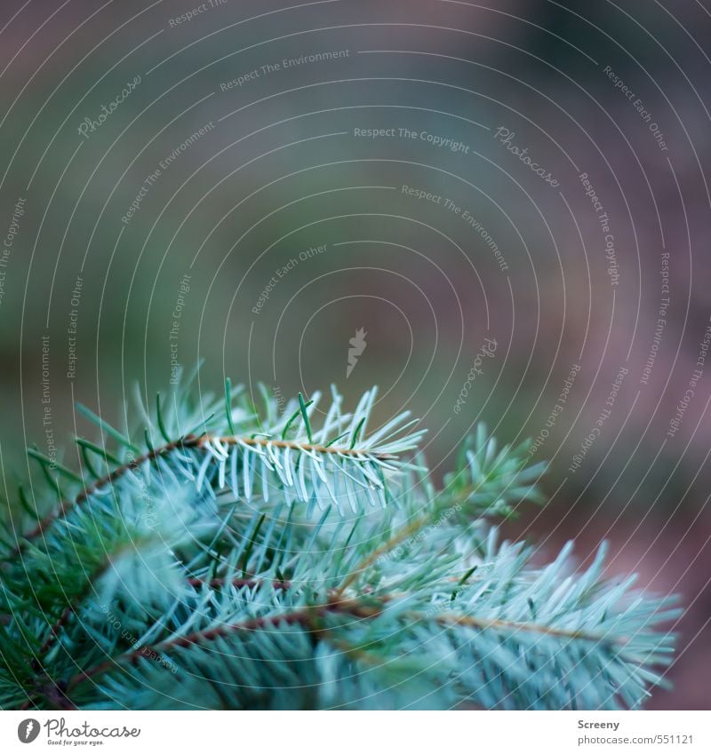 Ungeschmückt Natur Herbst Pflanze Baum Wildpflanze Fichte Tannennadel Wald Spitze stachelig braun grün türkis Schutz Farbfoto Nahaufnahme Menschenleer