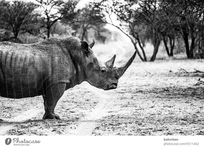 bitte einmal recht freundlich imposant Breitmaulnashorn stattlich Tierliebe Wildnis wild Afrika Namibia Ferien & Urlaub & Reisen Tourismus Ausflug Abenteuer