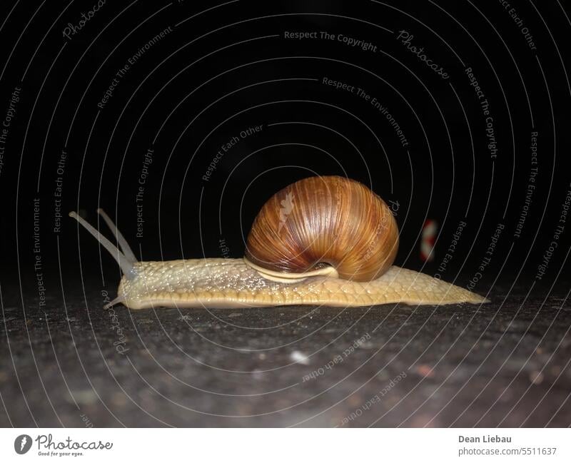 Schnecke Riesenglanzschnecke Straße dunkel Nacht Tier Windstille