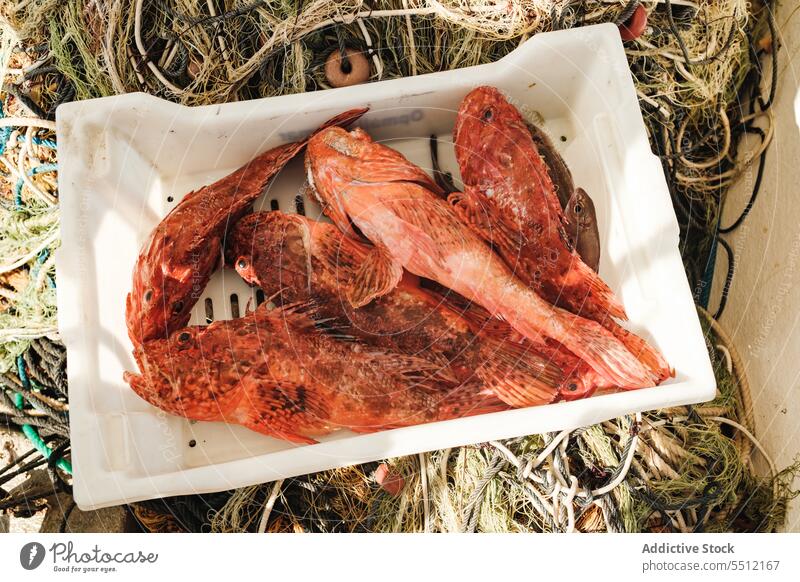 Ungekochter roter Fisch im Behälter ungekocht frisch natürlich Container fangen Natur marin lokal organisch Soller Meeresfrüchte Baleareninsel Mallorca Bass