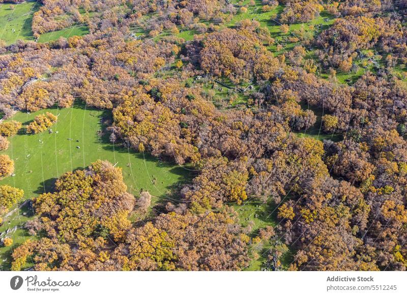 Herbstwald mit bunten Bäumen Wald Waldgebiet Baum Natur farbenfroh Laubwerk Wälder Landschaft fallen Umwelt malerisch Flora Saison Pflanze hell ruhig vegetieren