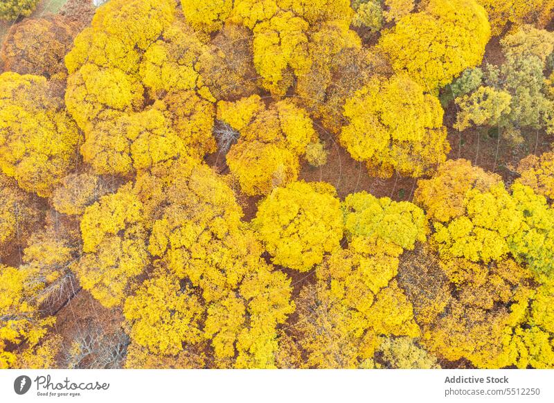 Herbstwald mit bunten Bäumen Wald Waldgebiet Baum Natur farbenfroh Laubwerk Wälder Landschaft fallen Umwelt malerisch Flora Saison Pflanze hell ruhig vegetieren