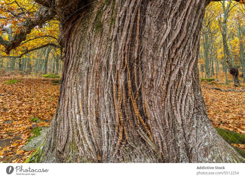 Großer Baumstamm im Herbst Kofferraum Park Blatt Wetter Laubwerk Rinde Deckung Gras Saison fallen Küste Natur Landschaft Windstille Waldgebiet Gelassenheit