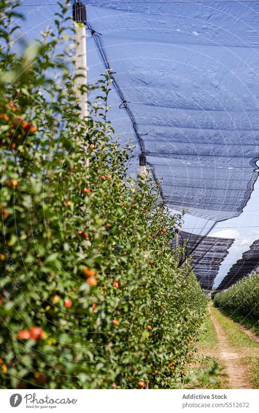 Gut organisierte Obstplantage Ackerbau Apfel Garten grün Ernte Ernten Gesundheit Landschaft Blätter Obstgarten organisch roh reif Reihe Saison saisonbedingt